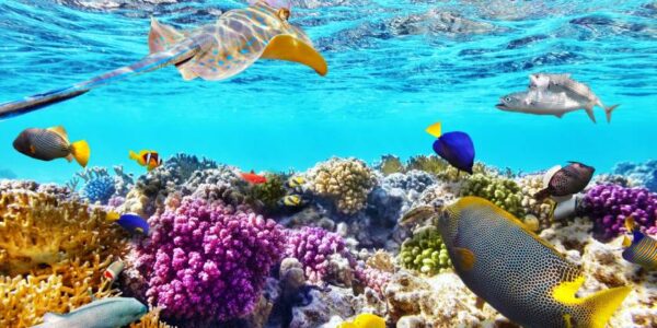 ESTATE 2023: MARE SHARM EL SHEIKH